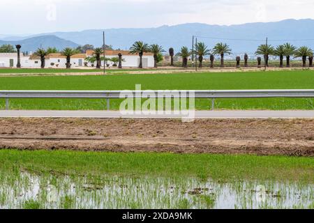 Grüne Felder mit Palmen, weiße Häuser und Berge im Hintergrund, Reisfelder, Delta del Ebro, Tarragona, Spanien, Katalonien Stockfoto