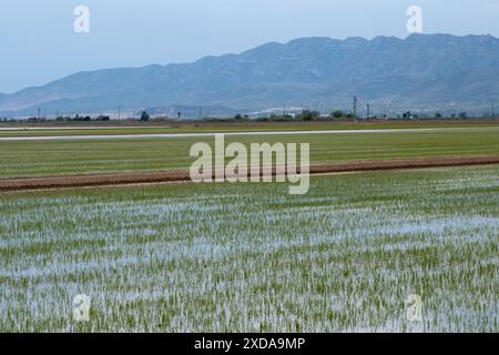 Ein riesiges Reisfeld erstreckt sich an einem bewölkten Tag in Richtung einer Bergkette, Reisfelder, Delta del Ebro, Tarragona, Katalonien, Spanien Stockfoto