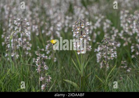 Marsh Helleborin (Epipactis palustris), Massenpopulation, Emsland, Niedersachsen, Deutschland Stockfoto