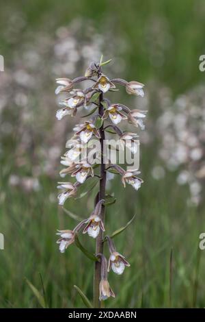 Marsh Helleborin (Epipactis palustris), Massenpopulation, Emsland, Niedersachsen, Deutschland Stockfoto