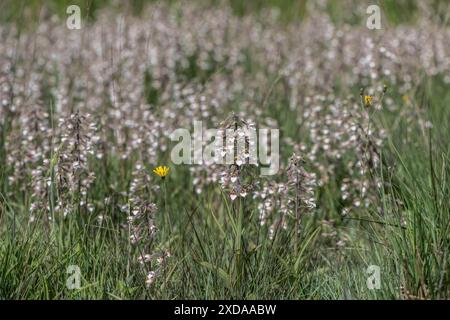 Marsh Helleborin (Epipactis palustris), Massenpopulation, Emsland, Niedersachsen, Deutschland Stockfoto