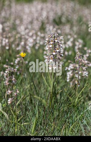 Marsh Helleborin (Epipactis palustris), Massenpopulation, Emsland, Niedersachsen, Deutschland Stockfoto