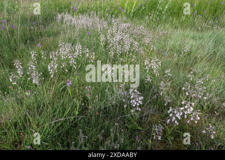 Marsh Helleborin (Epipactis palustris), Massenpopulation, Emsland, Niedersachsen, Deutschland Stockfoto