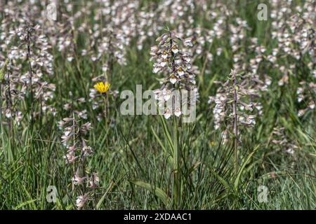 Marsh Helleborin (Epipactis palustris), Massenpopulation, Emsland, Niedersachsen, Deutschland Stockfoto