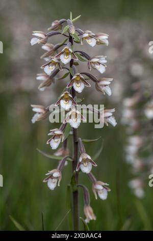 Marsh Helleborin (Epipactis palustris), Massenpopulation, Emsland, Niedersachsen, Deutschland Stockfoto