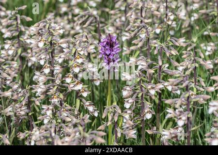 Marsh Helleborin (Epipactis palustris) und Südliche Sumpforchidee (Dactylorhiza praetermissa), Emsland, Niedersachsen, Deutschland Stockfoto