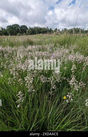 Marsh Helleborin (Epipactis palustris), Massenpopulation, Emsland, Niedersachsen, Deutschland Stockfoto