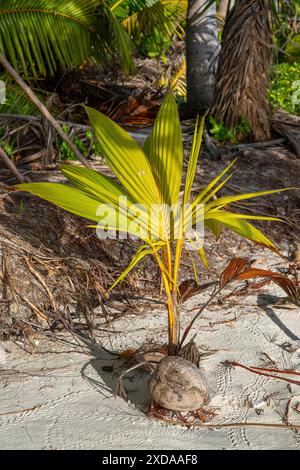 Kokospalme (Cocos nucifera), junge Pflanze an einem einsamen Strand, Tikehau, Atoll, Tuamotu Archipel, Tuherahera, Rangiroa, Französisch-Polynesien Stockfoto