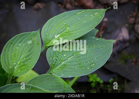 Drei grüne Blätter (Hosta) mit Wassertropfen auf der Oberfläche, die eine frische und natürliche Atmosphäre schaffen Stockfoto