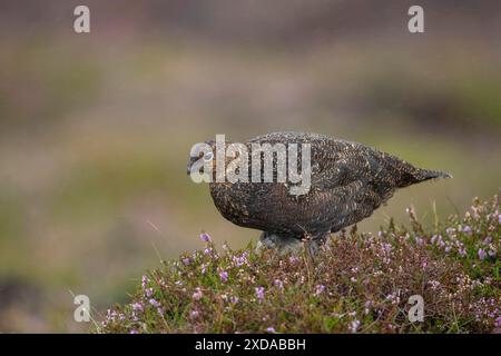 Die ausgewachsenen Weibchen des Rothühner (Lagopus lagopus scotica) standen im Sommer auf einem Moorland in Yorkshire, England, Vereinigtes Königreich, auf blühendem Heidekraut Stockfoto