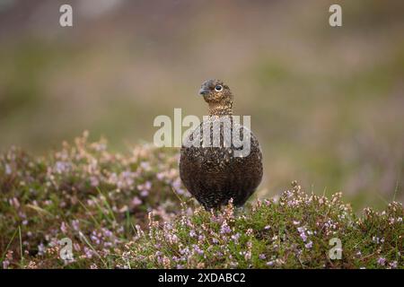 Die ausgewachsenen Weibchen des Rothühner (Lagopus lagopus scotica) standen im Sommer auf einem Moorland in Yorkshire, England, Vereinigtes Königreich, auf blühendem Heidekraut Stockfoto