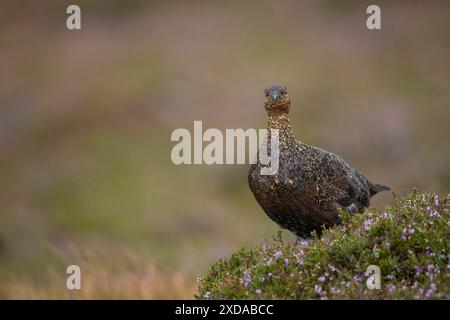 Die ausgewachsenen Weibchen des Rothühner (Lagopus lagopus scotica) standen im Sommer auf einem Moorland in Yorkshire, England, Vereinigtes Königreich, auf blühendem Heidekraut Stockfoto