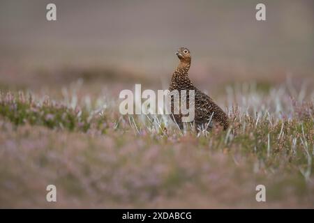 Die ausgewachsenen Weibchen des Rothühner (Lagopus lagopus scotica) standen im Sommer auf einem Moorland in Yorkshire, England, Vereinigtes Königreich, auf blühendem Heidekraut Stockfoto