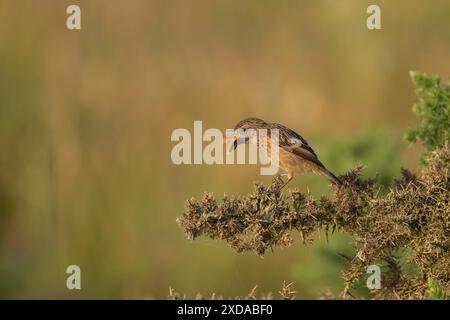 Europäischer Steinechat (Saxicola rubicola) Jungvogel, der an einem Motten füttert, Suffolk, England, Vereinigtes Königreich Stockfoto