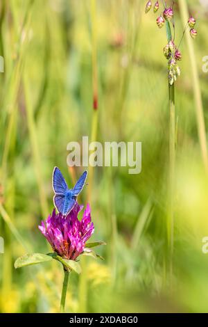 Mazarinblauer (Cyaniris semiargus) Schmetterling auf einem Rotklee (Trifolium pratense) auf einer Graswiese Stockfoto