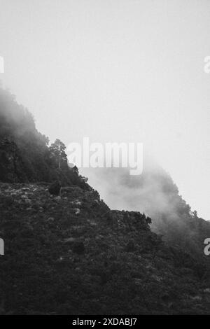 Ein dunkler, nebeliger Berg mit dichter Vegetation, Schwarz-weiß-Foto, Coromandel Pinnacles, Neuseeland Stockfoto