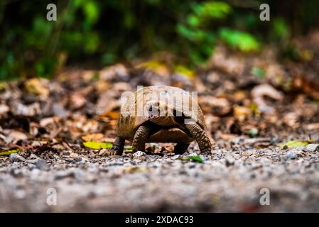 Längliche Schildkröte in der Natur, Indotestudo elongata Stockfoto