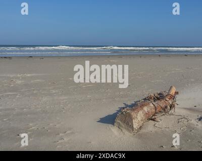 Ein einzelner Baumstamm liegt am Sandstrand mit Blick auf das Meer, Juist. niedersachsen, Nordsee, deutschland Stockfoto