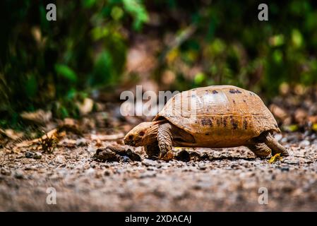 Längliche Schildkröte in der Natur, Indotestudo elongata Stockfoto