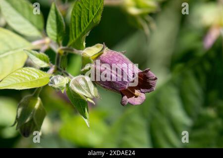 Violette Belladonna Blume draußen im Frühling ganz nah Stockfoto