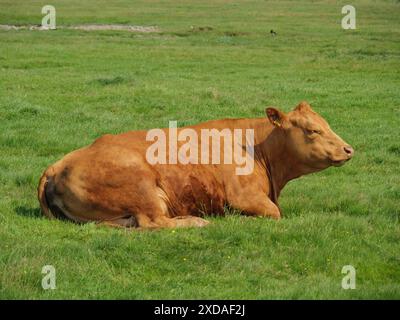 Eine braune Kuh liegt im Sommer ruhig auf einer grünen Weide, Hallog Hooge, schleswig-holstein Stockfoto