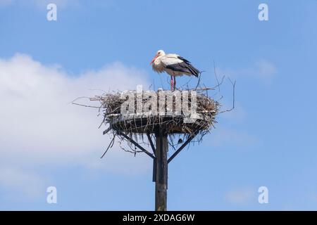 Weißstorch (Ciconia ciconia) mit Storchennest, Huede, Duemmersee, Landkreis Diepholz, Niedersachsen, Deutschland Stockfoto