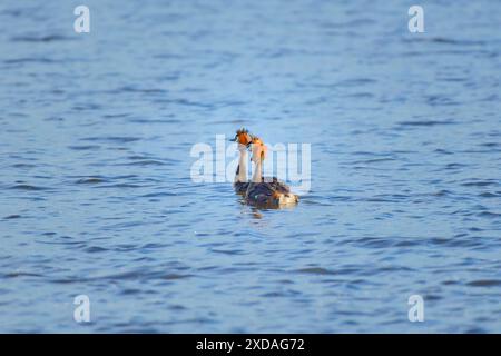 Zwei große Haubenvögel (Podiceps Scalloped Ribbonfish) auf einem ruhigen See, friedlich zusammen schwimmen, Mühlenteich, Wismar, Mecklenburg-Western Stockfoto