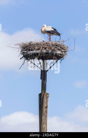 Weißstorch (Ciconia ciconia) mit Storchennest, Huede, Duemmersee, Landkreis Diepholz, Niedersachsen, Deutschland Stockfoto