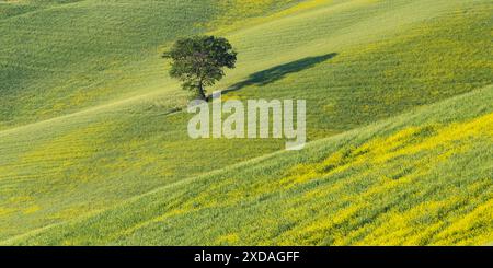 Maulbeerbaum (Morus) auf einem Feld mit blühendem gelben Besen (Genista tinctoria), Toskana, Italien Stockfoto