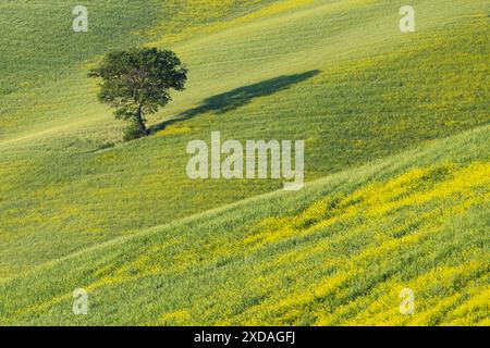 Maulbeerbaum (Morus) auf einem Feld mit blühendem gelben Besen (Genista tinctoria), Toskana, Italien Stockfoto