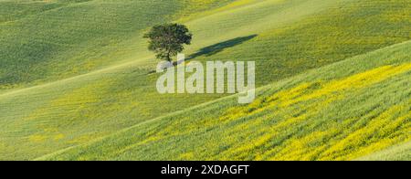 Maulbeerbaum (Morus) auf einem Feld mit blühendem gelben Besen (Genista tinctoria), Toskana, Italien Stockfoto