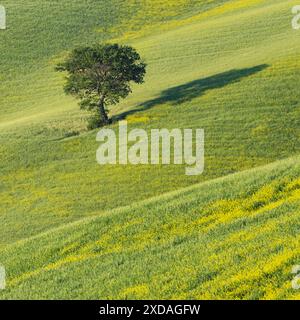 Maulbeerbaum (Morus) auf einem Feld mit blühendem gelben Besen (Genista tinctoria), Toskana, Italien Stockfoto