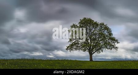 Ahornbaum (Acer pseudoplataus) bei Kornhofen, Allgäuer Alpenvorland, Allgäuer, Bayern, Deutschland Stockfoto