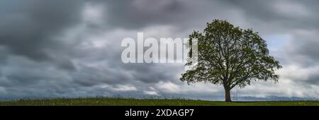 Ahornbaum (Acer pseudoplataus) bei Kornhofen, Allgäuer Alpenvorland, Allgäuer, Bayern, Deutschland Stockfoto