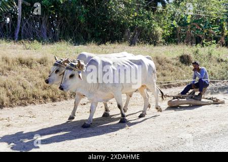 Auf der Straße in der Nähe von Holguin, Kuba, Kuba, Zentralamerika, fährt ein Mann mit einem Wagen, der von zwei Ochsen auf einer Landstraße gezogen wurde, umgeben von Bäumen Stockfoto