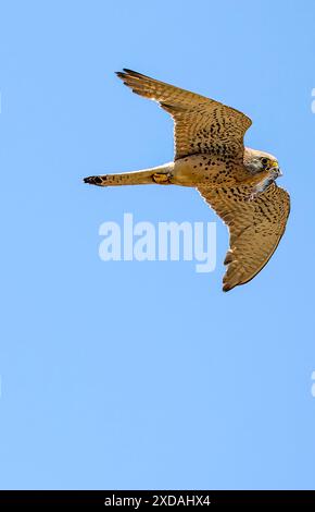 Strandja Mountians Bulgarien 21. Juni 2024: . Kleiner Kestrel jagt und ernährt seine Nachkommen kleiner Kestrel (Falco naumanni, Fleischer, 1818) ist ein kleiner Falke, der in der Bekämpfung von Schädlingen in landwirtschaftlichen Gebieten nützlich ist. Clifford Norton Alamy Live News Stockfoto