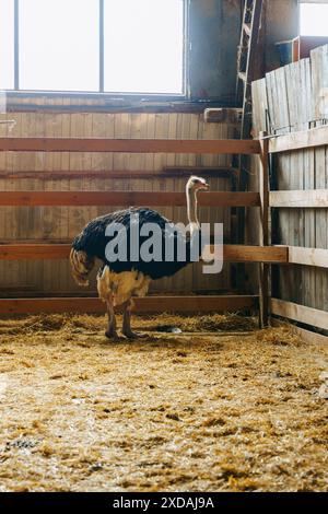 Strauß steht hoch und stolz in einer traditionellen Scheune und zeigt seine beeindruckende Größe und seine einzigartigen Eigenschaften. Stockfoto