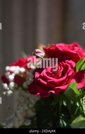 Strauß roter Rosen am Fenster, vor dem Vorhang, Licht von der Seite Stockfoto