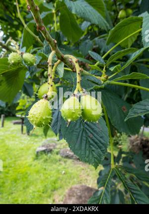 Drei kleine Rosskastanie-Samen auf den Stängeln. Stockfoto