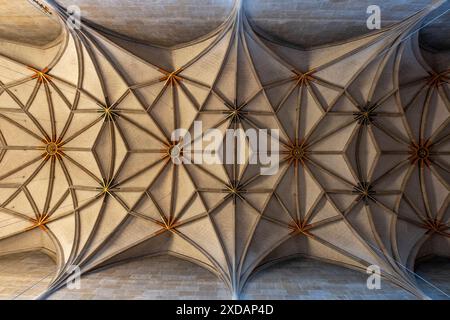 Deckengewölbe der evangelischen Stiftskirche St. Georg Tübingen Baden-Württemberg Deutschland *** Deckengewölbe der Evangelischen Stiftskirche St. Georg in Tübingen Baden-Württemberg Deutschland Stockfoto