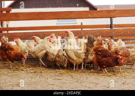 Hühner stehen auf einem unbefestigten Boden, picken und kratzen an der Oberfläche. Stockfoto