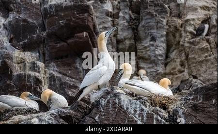 Morus bassanus, ein Paar nördlicher Tölpel auf der Klippe, Bass Rock, Schottland, Vereinigtes Königreich Stockfoto