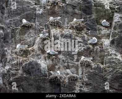 Kittwakes (Rissa tridactyla) nisten auf einer steilen Klippe am Bass Rock, Schottland, Großbritannien Stockfoto