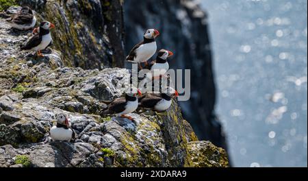 Papageientaucher (Fratercula arctica) auf einer Klippe, Isle of May, Schottland, Großbritannien Stockfoto