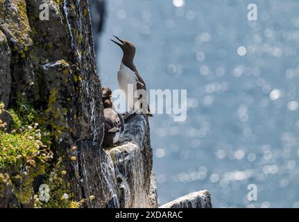 Ein guillemot (Uria aalge) auf einem kleinen Felsvorsprung auf der Isle of May, Schottland, Großbritannien Stockfoto