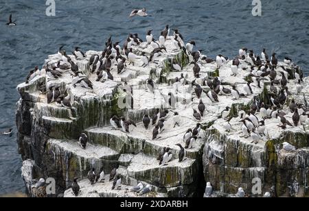 Eine Gruppe von Guillemots (Uria aalge) auf einem Basaltvorsprung, Isle of May, Schottland, Großbritannien Stockfoto