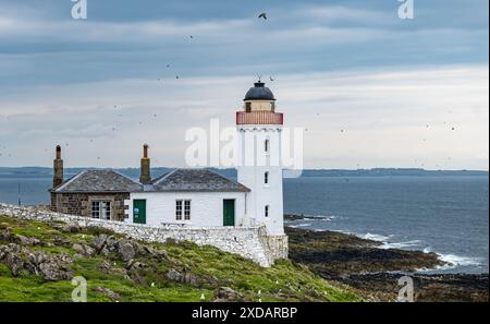 Papageientaucher (Fratercula arctica) fliegen um den Leuchtturm der Isle of May in Schottland, Großbritannien Stockfoto