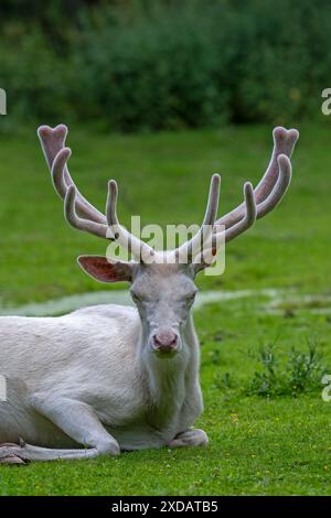 Leuzistischer Rothirsch (Cervus elaphus), weißer Morph am Waldrand mit Geweih bedeckt mit Samt im späten Frühjahr Stockfoto