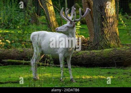 Leuzistischer Rothirsch (Cervus elaphus), weißer Morph mit Geweih bedeckt mit Samt im späten Frühjahr Stockfoto