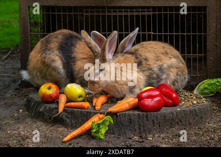 Kontinentalriese / Deutscher Riese / Flämischer Riese, sehr große Rasse von Hauskaninchen, die Karotten, Gemüse und Äpfel vor dem Kaninchenkäfig essen Stockfoto